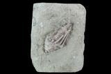 Bargain Macrocrinus Crinoid Fossil - Crawfordsville, Indiana #94780-1